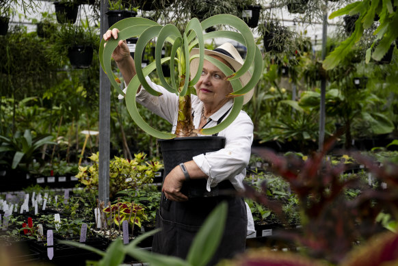 Belinda Moon, a volunteer with Growing Friends Plant Sales at the Royal Botanic Garden Sydney with a rare Worsleya procera