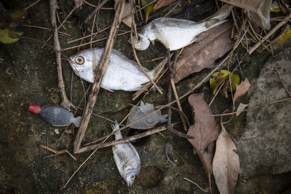 Dead fish near the Parramatta River on Tuesday.