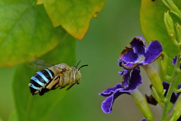 A blue-banded bee.