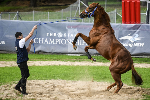 Light Infantry exercises with groom Samuel Tomas at Canterbury Racecourse.