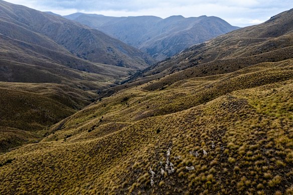Merino sheep grazing in a gully of Lake Hawea Station on New Zealand’s South Island.