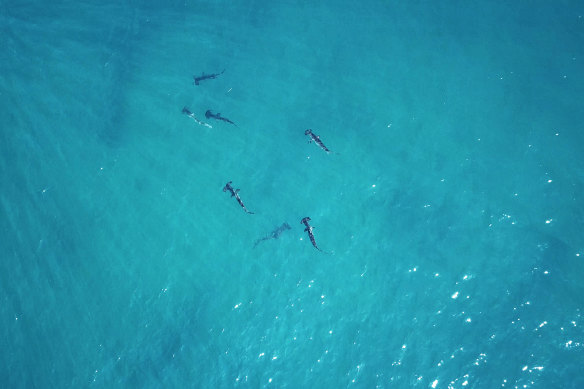 An aerial view of the scalloped hammerhead aggregation.