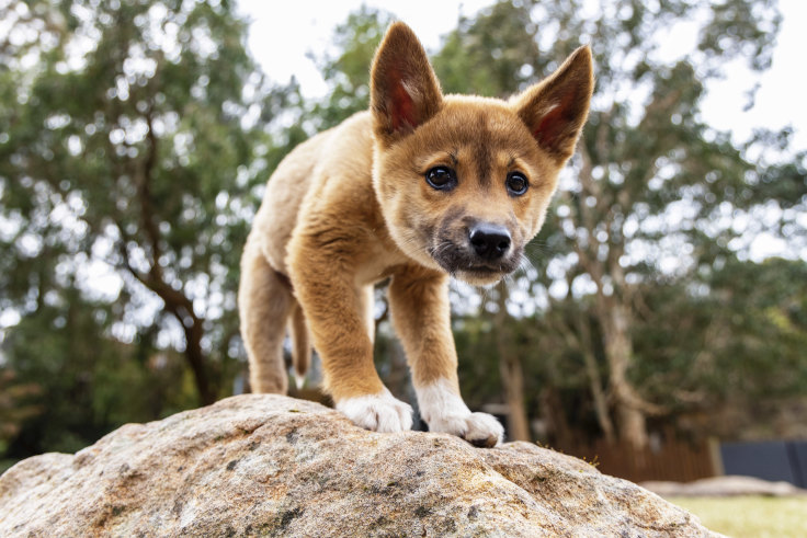 Taronga Zoo dingoes move in as part of new native animal zone