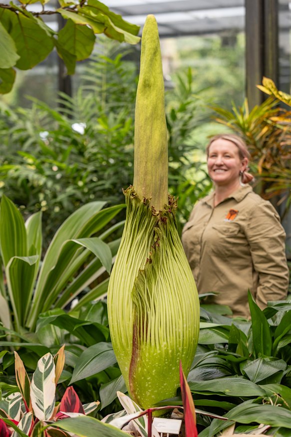 The corpse flower is due to open any day.