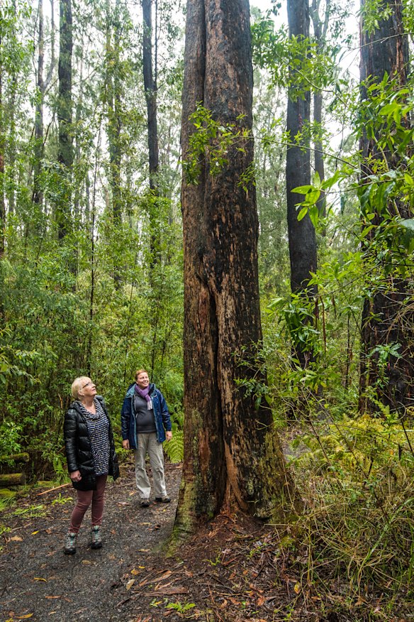  Marg Thomas and Susan Koci of the 'Preserve our Forest group Mirboo North' 