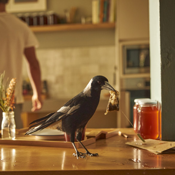 Kitchen aid from a magpie in Penguin Bloom.