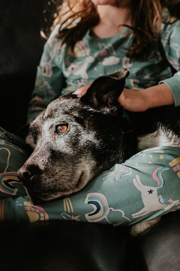 A huge clinical trial of a drug derived from a bacterium found on Easter Island is underway, testing whether it can increase dog lifespans.