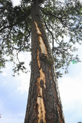 In harm's way: A pine tree is stripped of bark after being struck by lightning on the course at East Lake Golf Club.