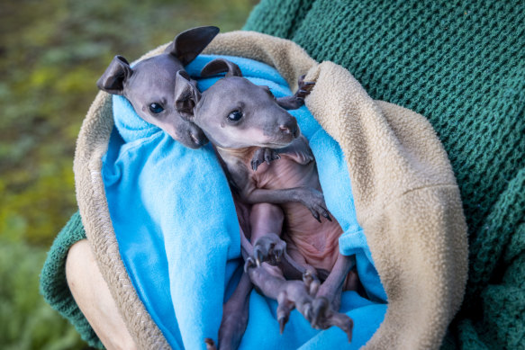 Orphaned twin swamp wallaby joeys rescued in the Dandenongs after their mother was hit by a car following the storm.
