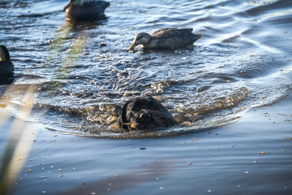 Finn, a labrador retriever, carries a dead duck back to the boat.