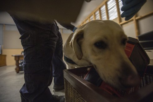 AFP dog Doris training to find hidden electronic devices.