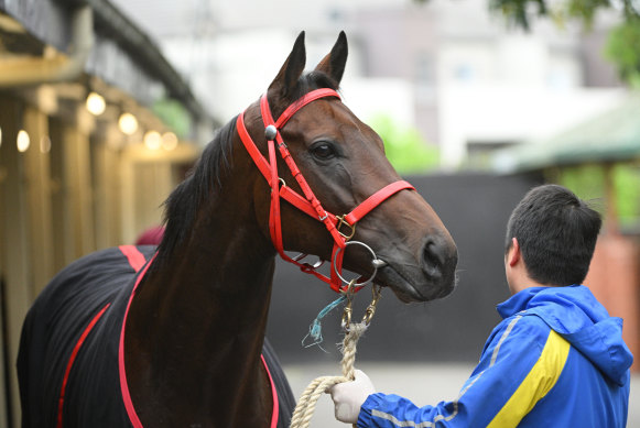 Cox Plate favourite Romantic Warrior.