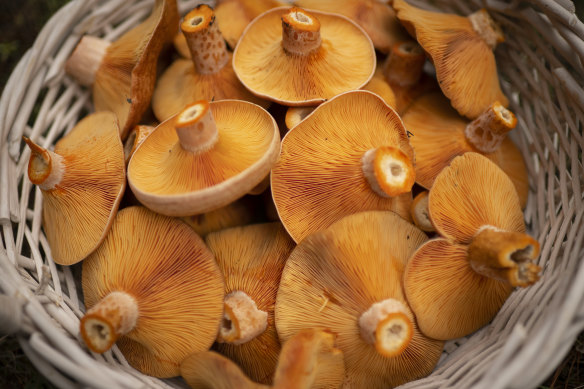 Harvested saffron milk caps that were growing under pine trees.