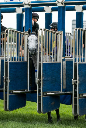 No go: Chautauqua refuses to jump in a barrier trial at Randwick last week.