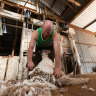 Shearer, Richard Hutchinson, usually has several shearers working with him at this time of year, but because there is less stock, due to the continuing drought across NSW, he is working alone. 29th October 2019 Photo: Janie Barrett