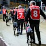 Dapto Dogs