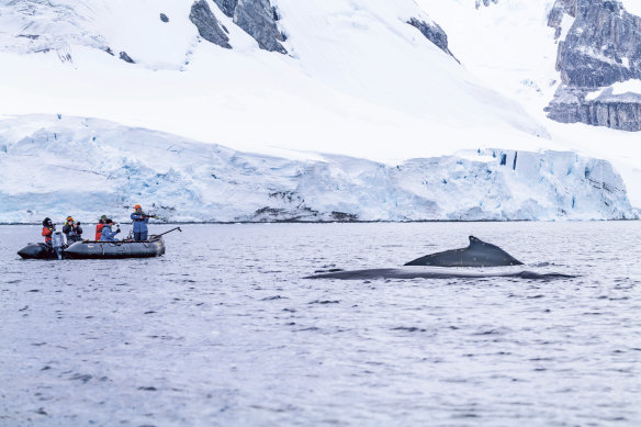 Researcher Natalia Botero-Acosta fires a crossbow dart to take blubber and skin biopsies from nearby whales. Scientists also use tags and drones to gather information on the mammals’ health, size and movement.