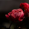 You’re not imagining it: there’s a reason roses don’t smell as sweet
