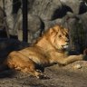 Lions return to Taronga Zoo with the opening of new African wildlife precinct