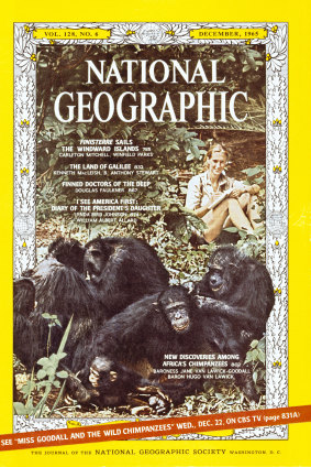 A 1965 National Geographic magazine cover with Jane Goodall and her chimpanzees.