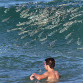 This swimmer was unperturbed by the schools of fish.