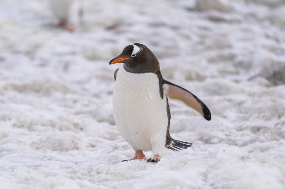 A gentoo penguin. 