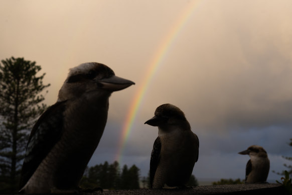 A rainbow appears in Newport as kookaburras wait out the rain.
