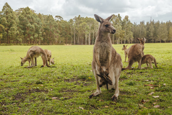 Nike says it uses kangaroo leather in a small number of its boots.