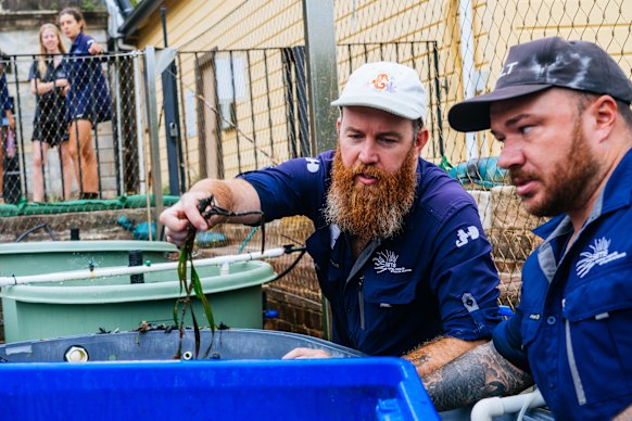Staff at Sydney Institute of Marine Science inspect seagrass fragments before replanting at Balmoral.