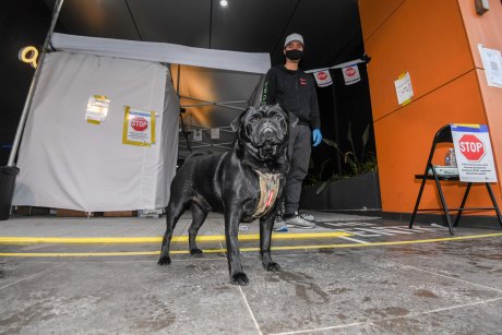 Vernon the dog with walker Harry Trinh outside the locked-down Ariele building in Maribyrnong. 