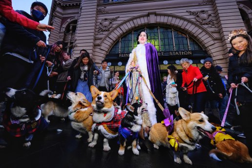 Katie Hall, dressed as the Queen, wrangles some of the corgis that posed in front of Flinders Street Station.