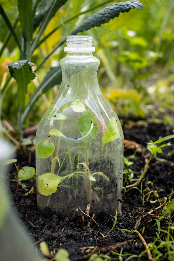 Alexandra makes cloches out of old plastic fruit juice bottles.