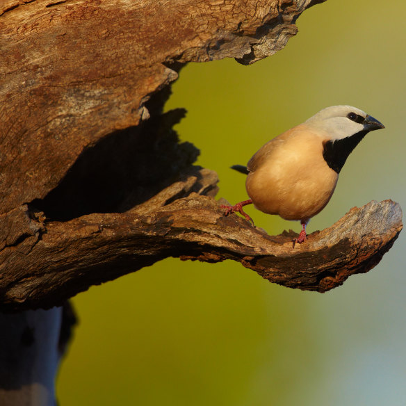 A black-throated finch.