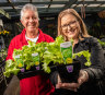 Cos and effect: Nurseries report spike in lettuce seed and seedling sales