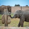 Zoos Victoria to cut up to 70 jobs, including in conservation and wildlife