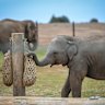 A calf at the new elephant habitat at Werribee Open Range Zoo. 