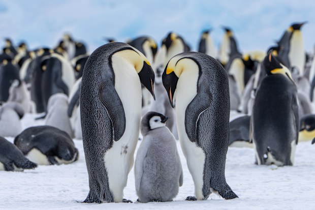 Two Emperor penguins and a chick at Auster Colony.