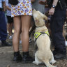 Drug-detection dogs are wrong more than right, data reveals