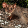 Endangered greater glider found dead next to department’s felling site