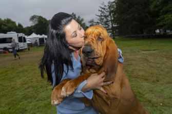 Trumpet the Bloodhound gets a hug from owner Heather Buehner.  Bloodhounds have about 250 to 300 million scent receptors, the most of any breed.