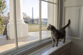 Willow, the Biden family’s cat, wanders around the White House.