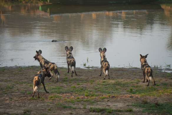 African wild dogs typically hunt during the day.