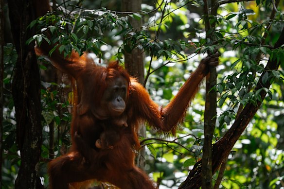 A mother orangutan and her baby.