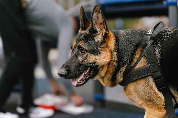 German shepherds and smaller breeds are being used to detect illicit drugs in psychiatric units.