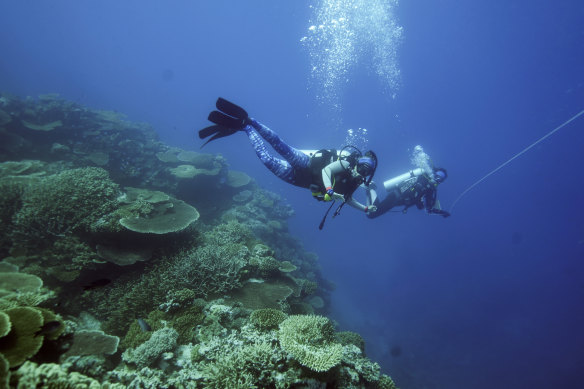 A UN-backed report is damning in its assessment of the state of the Great Barrier Reef.