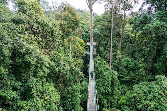 Suspended walkway in the Danum Valley Conservation Area, Sabah, Malaysia.
