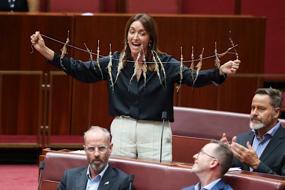 Senator Steph Hodgins-May holds up a string of dead seadragons. 