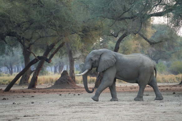 There’s plenty of wildlife to see in Zambia.