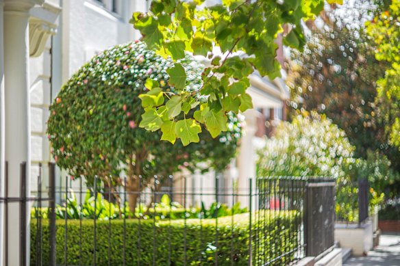Deciduous trees provide dappled shade in summer and let the sun through in winter.