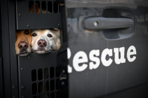 Dogs wait to be unloaded after their long road trip across Victoria.